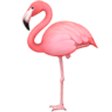 Flamingo - Facebook