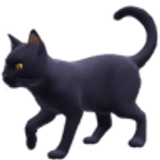 Gato preto - Facebook