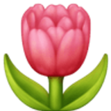 Tulipa - Facebook