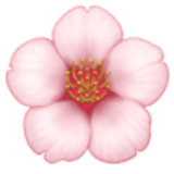 Flor de cerejeira - Facebook