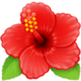 Hibisco - Facebook
