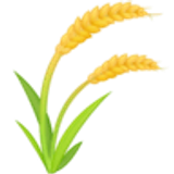 Planta de arroz - Facebook