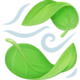 Folha ao vento - Facebook