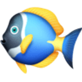 Peixe tropical - Facebook