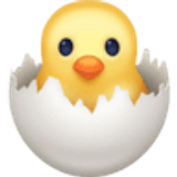 Pintinho chocando - Facebook