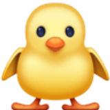 Pintinho de frente - Facebook