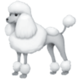 Poodle - Facebook