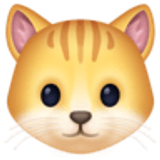 Rosto de gato - Facebook