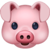 Rosto de porco - Facebook