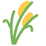 Planta de arroz - Twitter / X