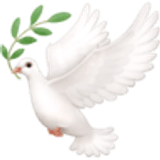 Pomba branca - Facebook