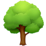 Árvore caidiça - Facebook