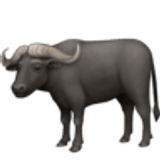 Búfalo-asiático - Facebook