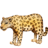 Leopardo - Facebook