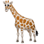 girafa emoji U+1F992 girafa emoji U+1F992