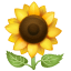 Emoji girassol U+1F33B Emoji girassol U+1F33B