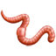 Emoji de minhoca U+1FAB1 Emoji de minhoca U+1FAB1